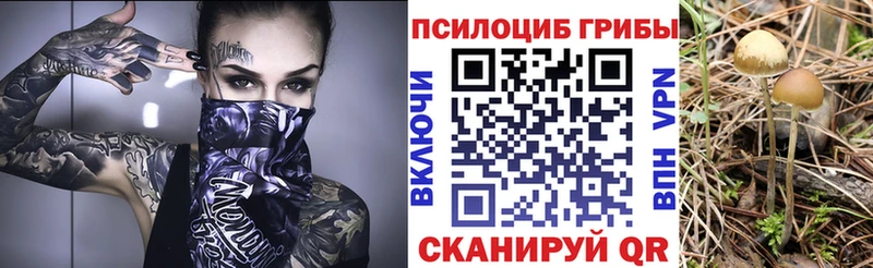 как найти наркотики  Багратионовск  Псилоцибиновые грибы Psilocybe 